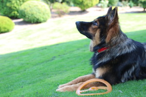 Trainen met je hond